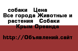 собаки › Цена ­ 2 500 - Все города Животные и растения » Собаки   . Крым,Ореанда